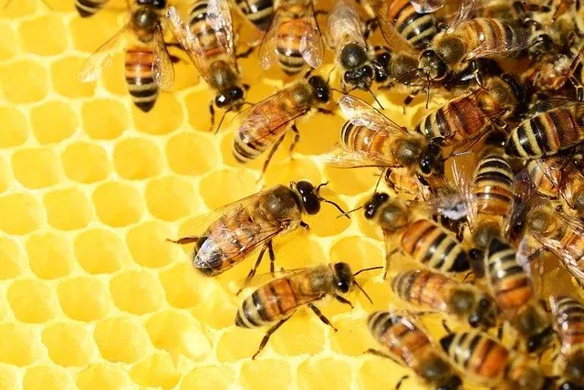 Benefícios da própolis. Abelhas em uma colmeia.