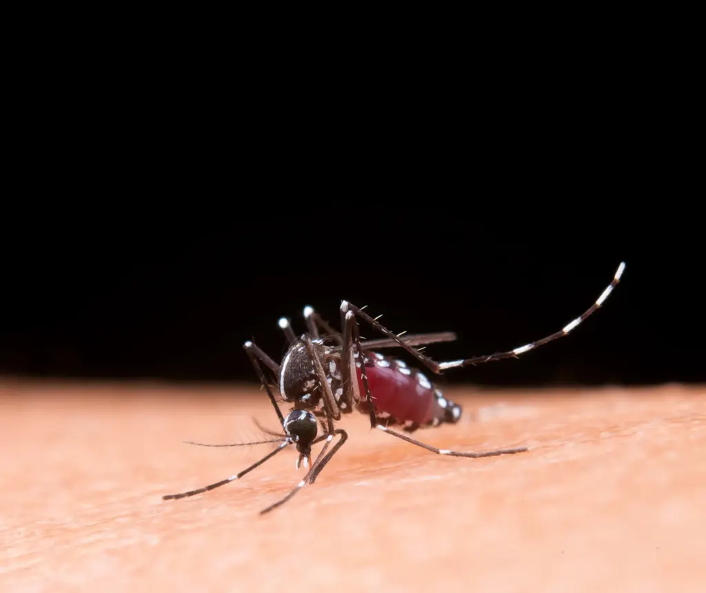 Mosquito da dengue. sobre a pele.