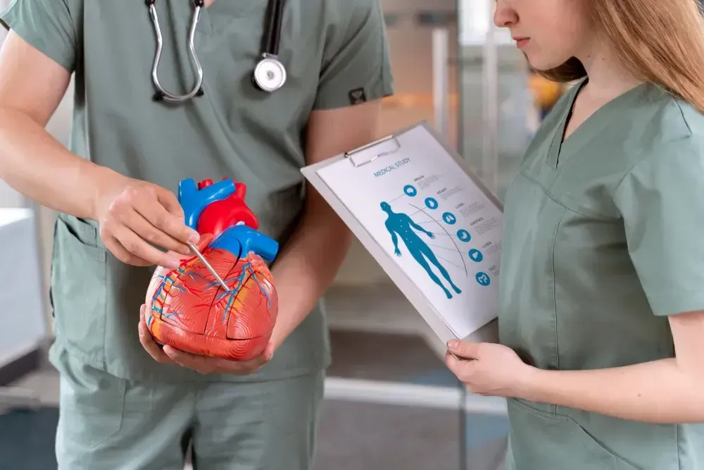 Médico com modelo plástico de coração mostra diagnóstico da Síndrome Cardiovascular Renal Metabólica.